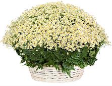 Цветочная композиция из Ромашки в корзине #REPLACE_PRED# Муромцево